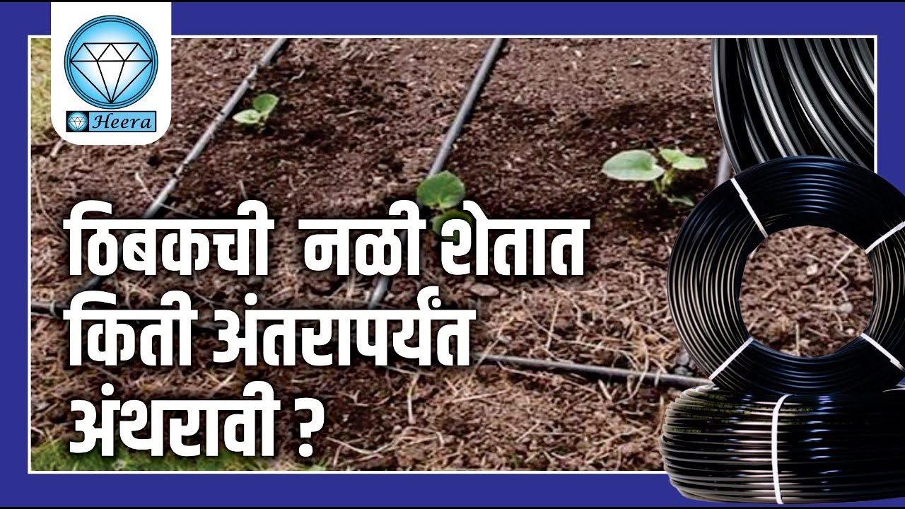 ठिबक सिंचन करते वेळेस – ठिबक नळी शेतात किती अंतरापर्यंत अंथरावी ? | Drip irrigation system