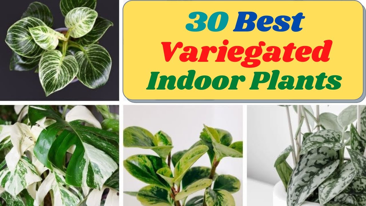 30 Best Variegated Indoor Plants |House plant name by leaf shape| Variegated leaf indoor plants