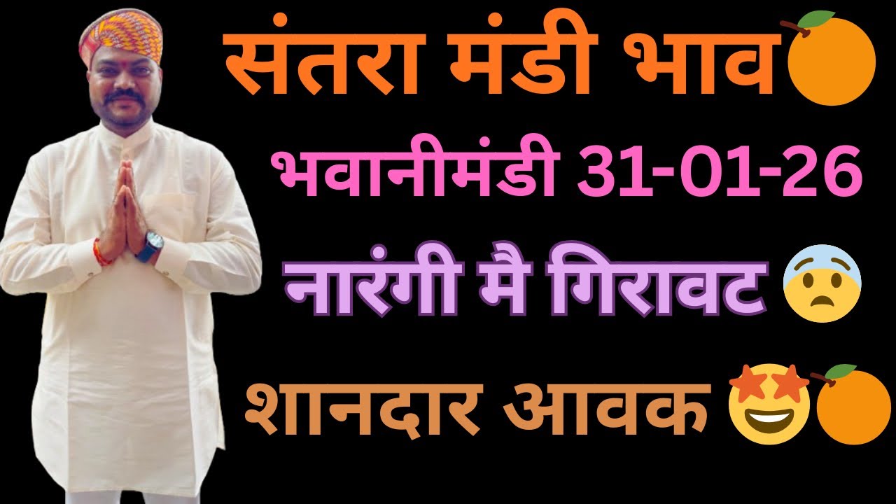 नारंगी मै गिरावट😨लेवाली मै जोश नहीं||आवक मै सुधार||भवानीमंडी दिनांक 31-01-26 orenge #santra #नारंगी 