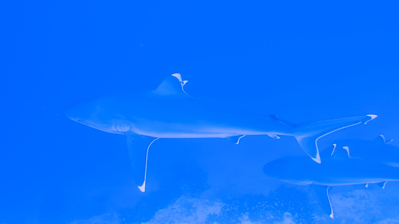 UHD Maldives Diving October 2019 - Hurawalhi & Kuredu