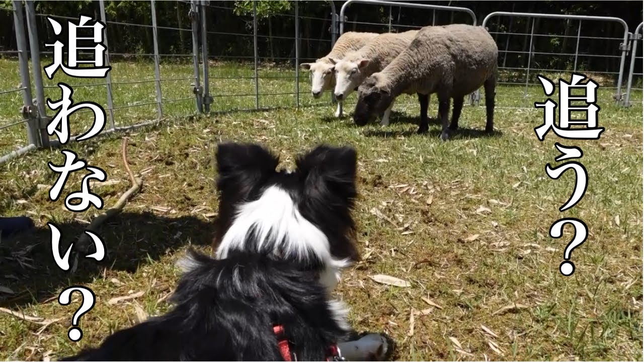 【シープドッグ体験】初めての羊追い！牧羊犬の本能が意外な形で発揮された・・・？！【ボーダーコリー】