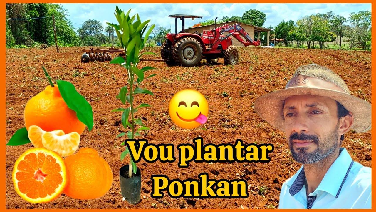 Arando a terra para plantiu de ponkan e mandioca em consórcio. 