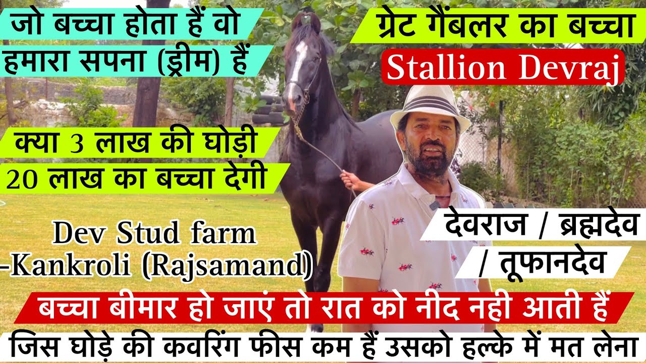 ग्रेट गैंबलर का बच्चा देवराज और घोड़ी जो बच्चा देती हैं वो आदमी का एक सपना होता हैं ! (9414171602)