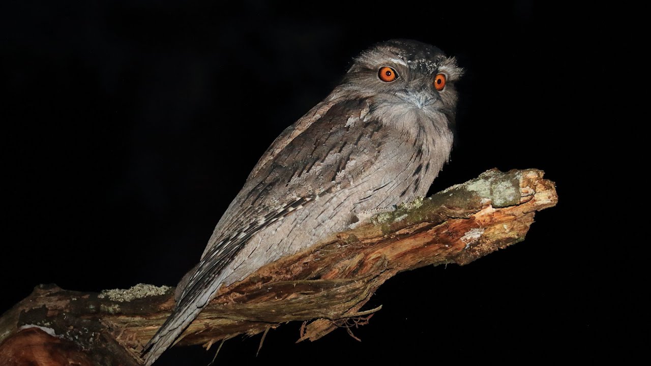 Wildlife Photography tips : At  Night