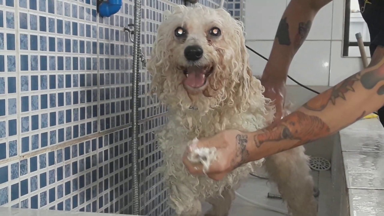 Banho poodle médio #Primeira Aula