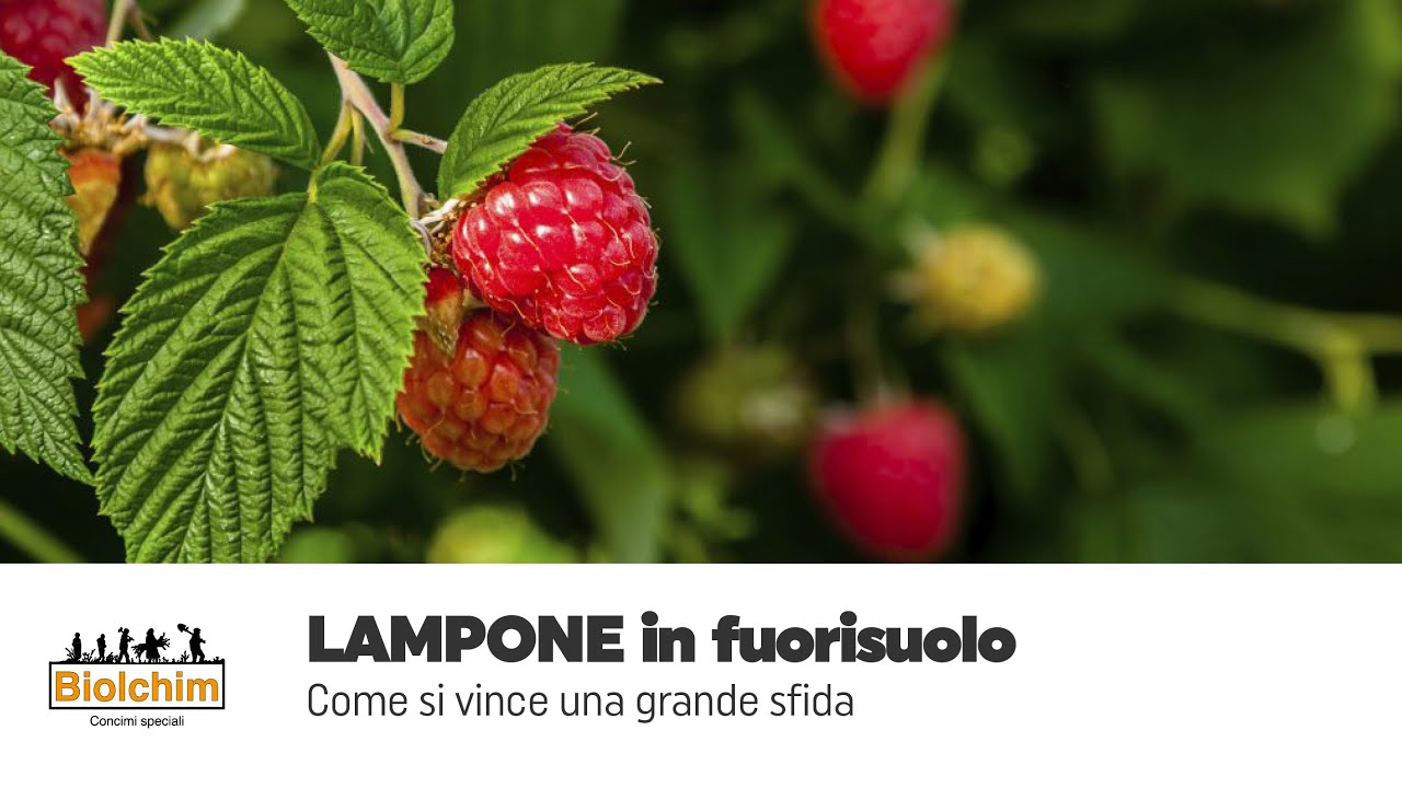 Lampone in fuorisuolo: come si vince una grande sfida