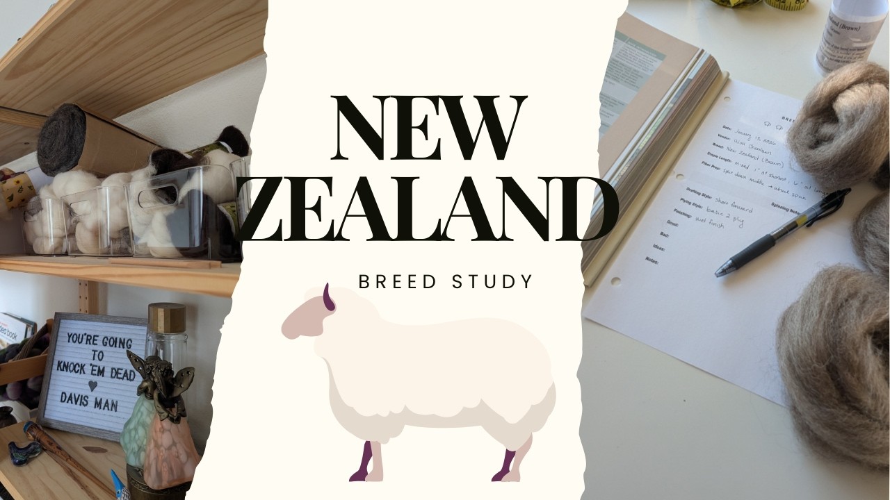 New Zealand Sheep Breed Study | Chatty Crafting Vlog