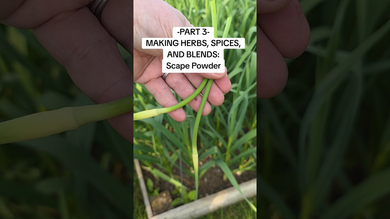 Part 3 Herbs, Spices, and Blends: Scape Powder