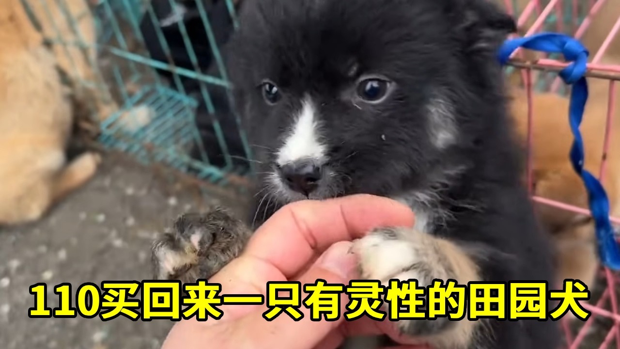 110块钱买回来一只有灵性的田园犬，活波可爱，黑嘴不孤单了【乡野志刚】