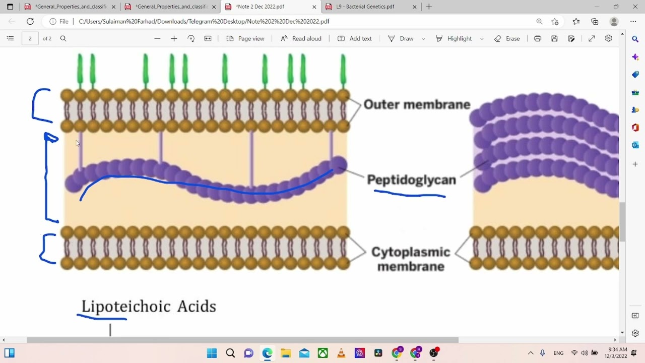 lecture 8 - bacterial structure part 2