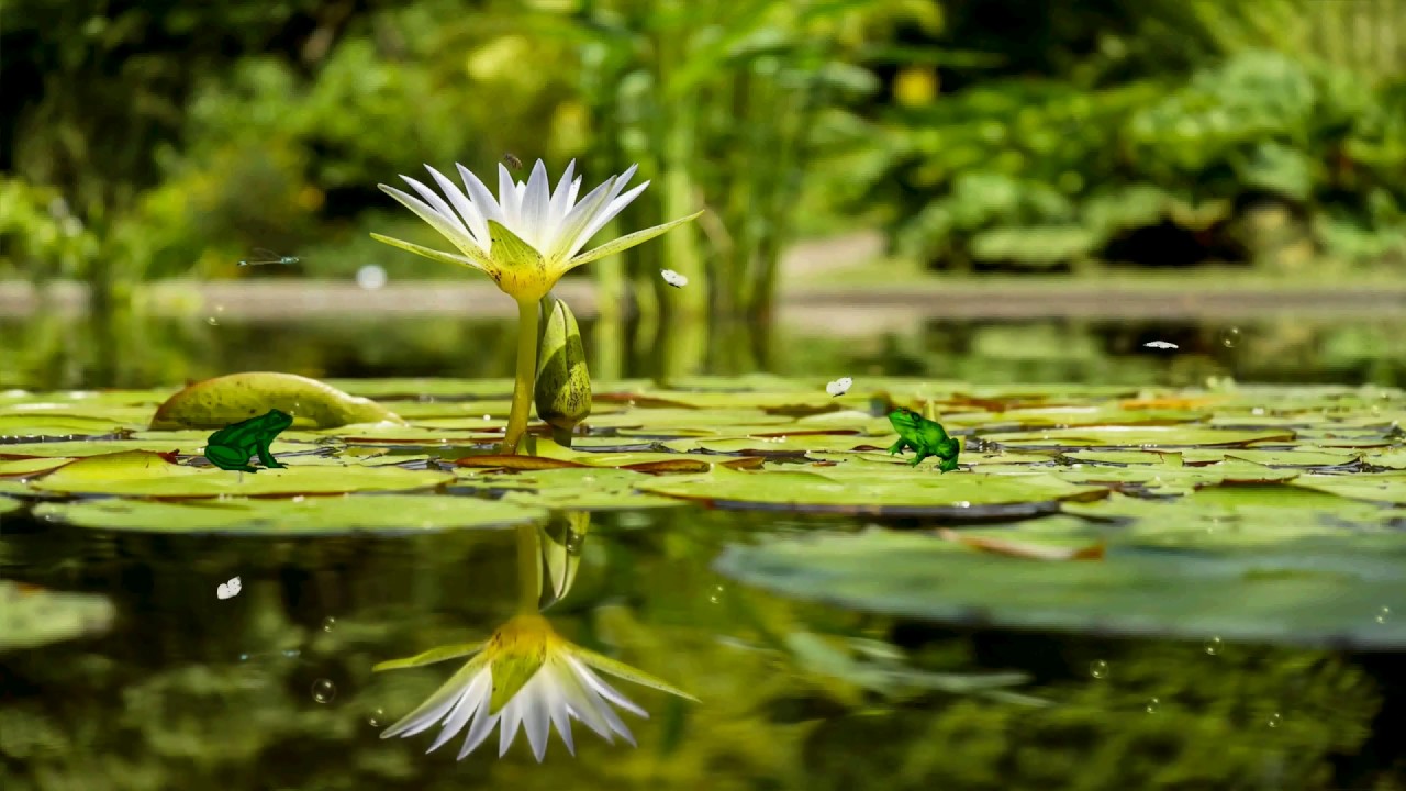 Lily Pond