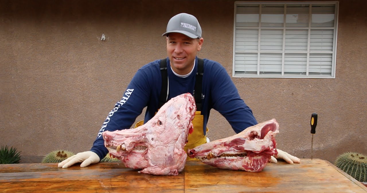 HOW TO CLEAN THE SKULL OF A 600 POUND PIG