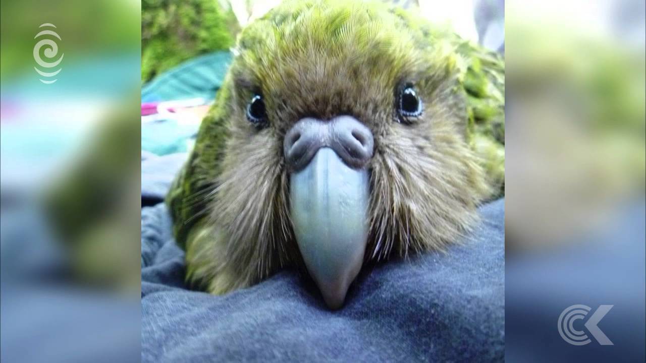 Kakapo breeding season off to a great start: RNZ Checkpoint