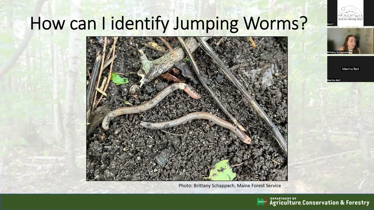Friends From the Field: Invasive Jumping Worms