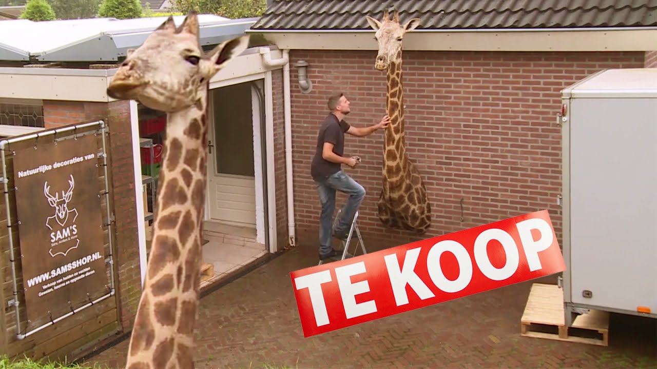 Giraffekop te koop (inclusief drie meter lange nek) om boven de bank te hangen
