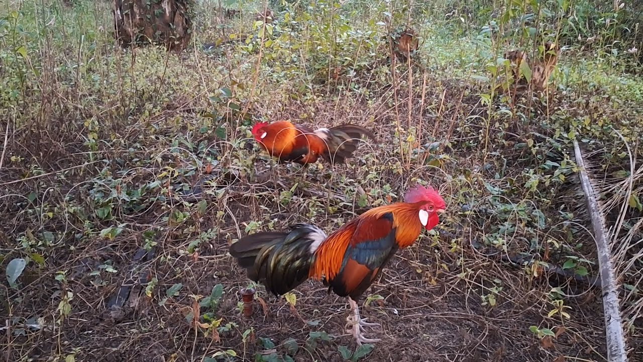 สารคดีไก่ต่อ ep 25