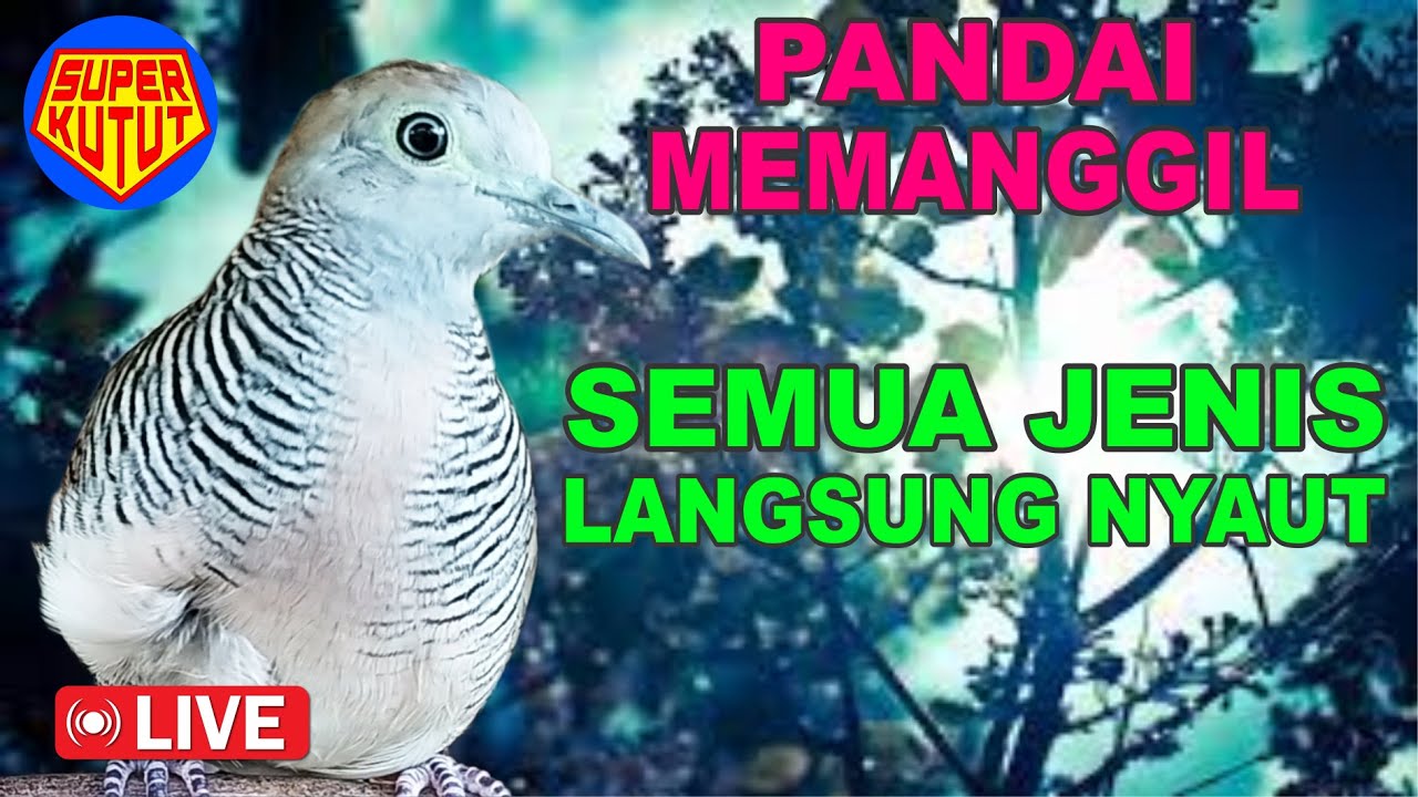Perkutut Lokal Gacor di alam  bebas ampuh buat mancing bunyi