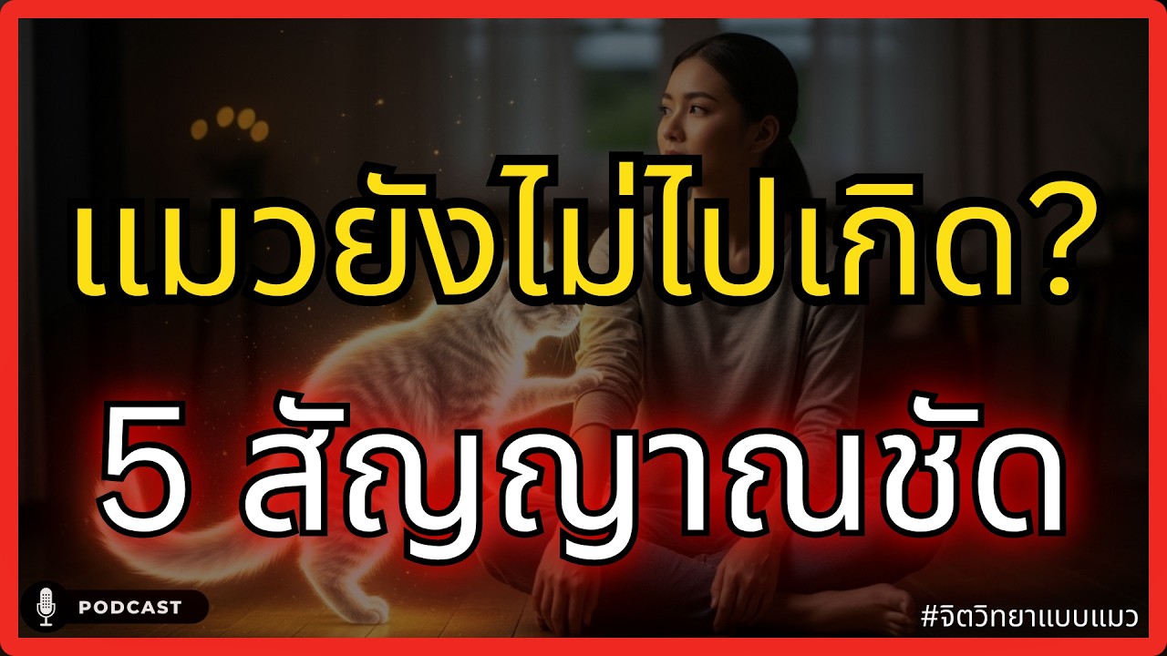 สัญญาณที่แมวใช้บอกว่า 'ยังไม่ไปเกิด' จิตวิทยาความผูกพันข้ามภพที่คุณต้องเจอ #จิตวิทยา