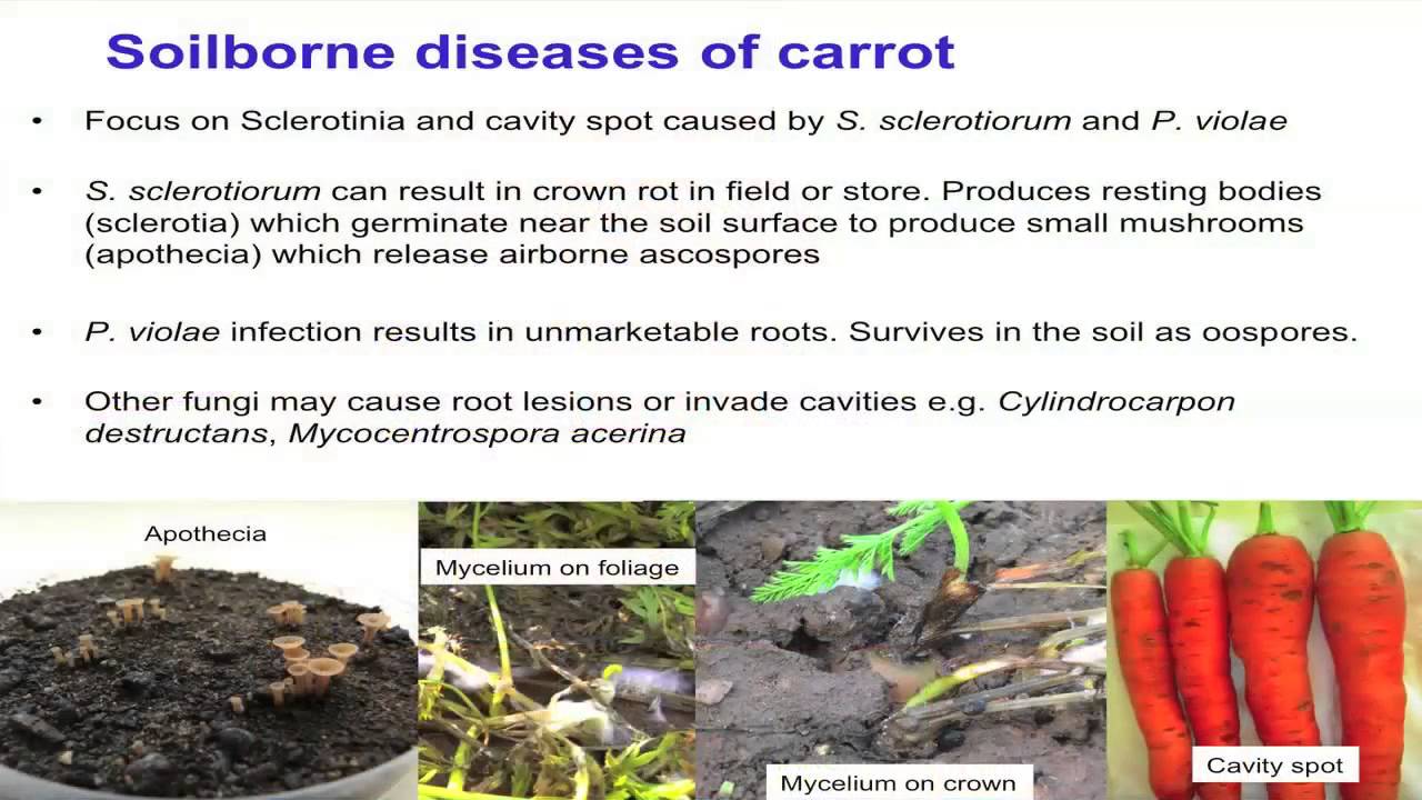 Research on integrated pest and disease management in carrot crops