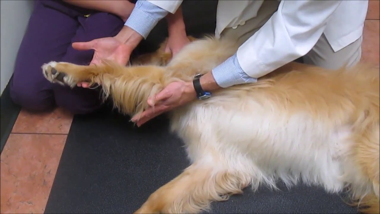 Passive Range of Motion; Canine Forelimb