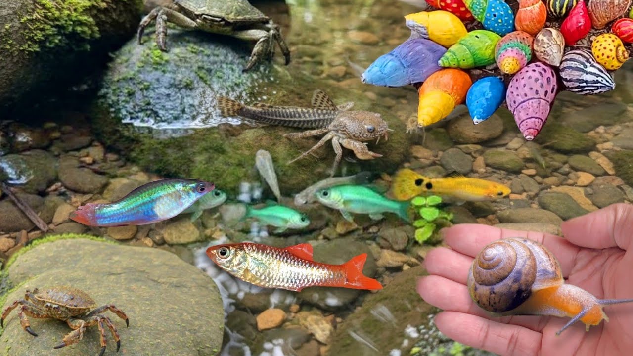 Melihat Snails, Bekicot, Keong mas, Siput, Cangkang, luwing kaki seribu, ikan hias, kepiting  #23