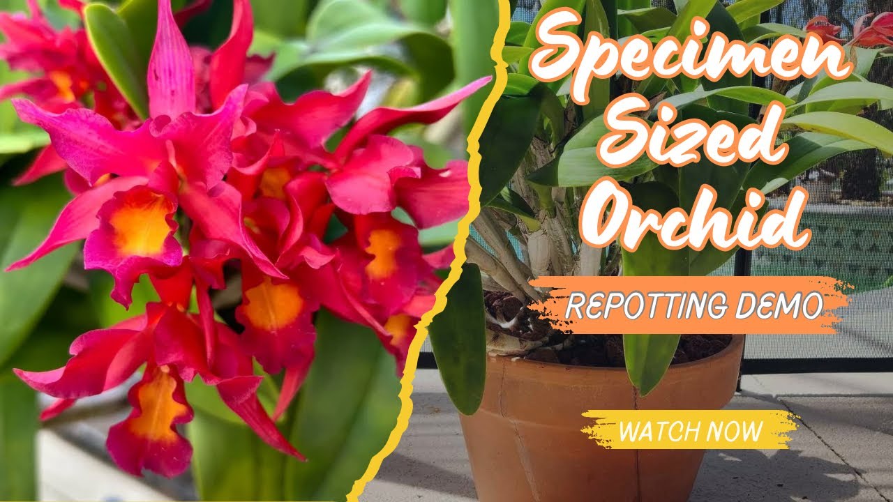 Repotting A Specimen Sized Orchid—Cattlianthe Warpaint