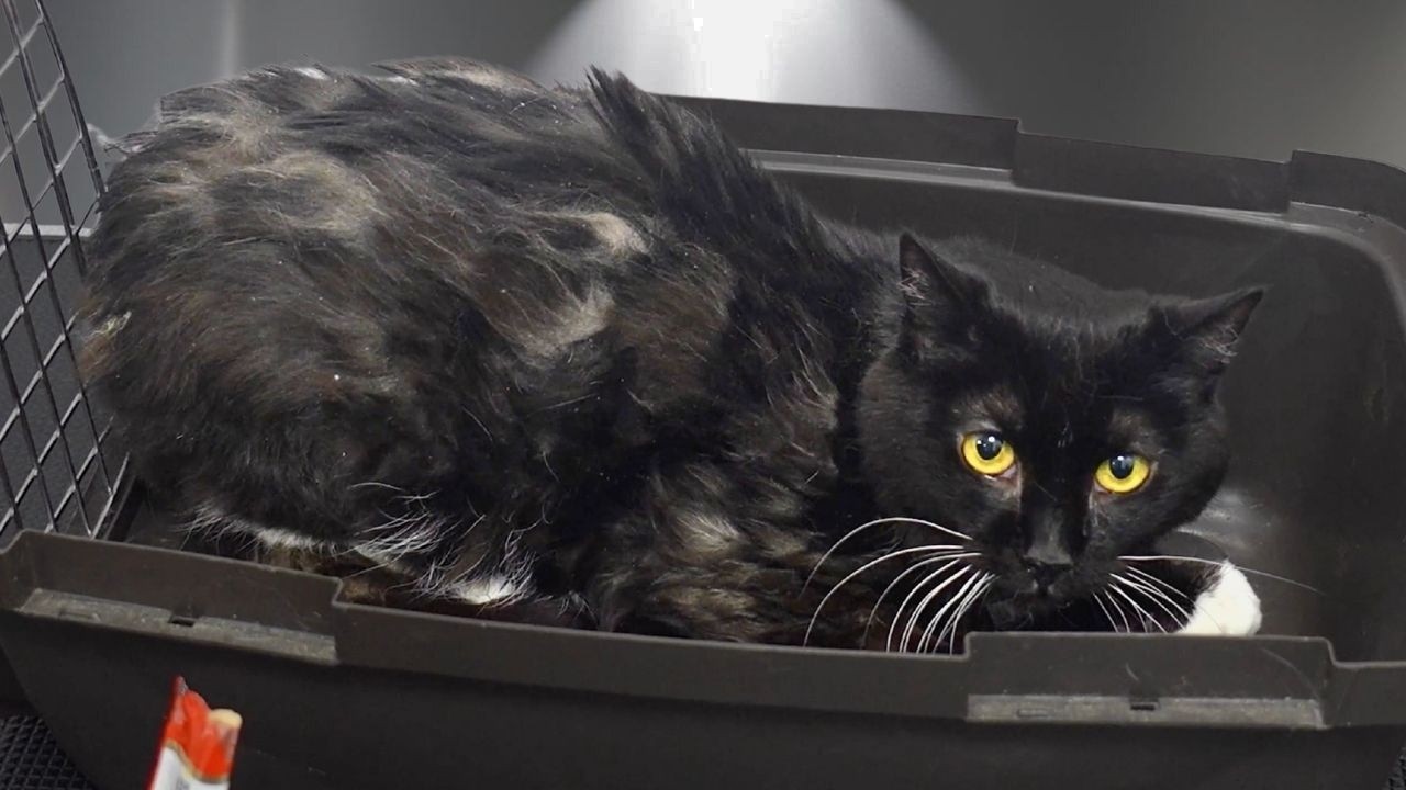 One Groom Changed This Cat's Life