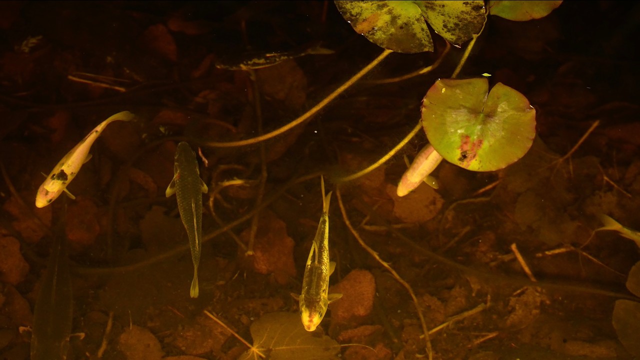 Uzak Doğu Müzikleri ile Huzurlu Bir Akşamda Gölet, Balıklar ve Meditasyon
