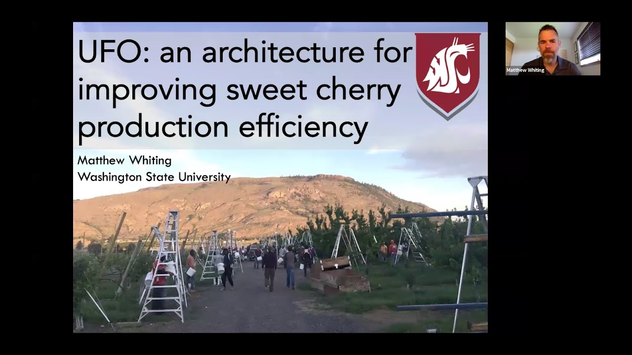 Dr. Matthew Whiting (WSU) on the UFO Cherry Training System 2020