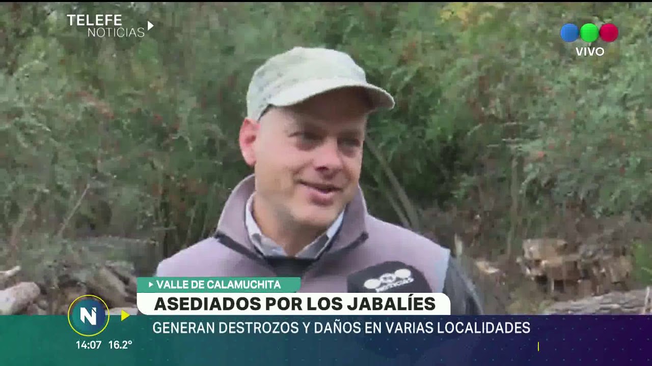 JABALÍES PROVOCAN DAÑOS Y DESTROZOS EN VARIAS LOCALIDADES DEL VALLE DE CALAMUCHITA