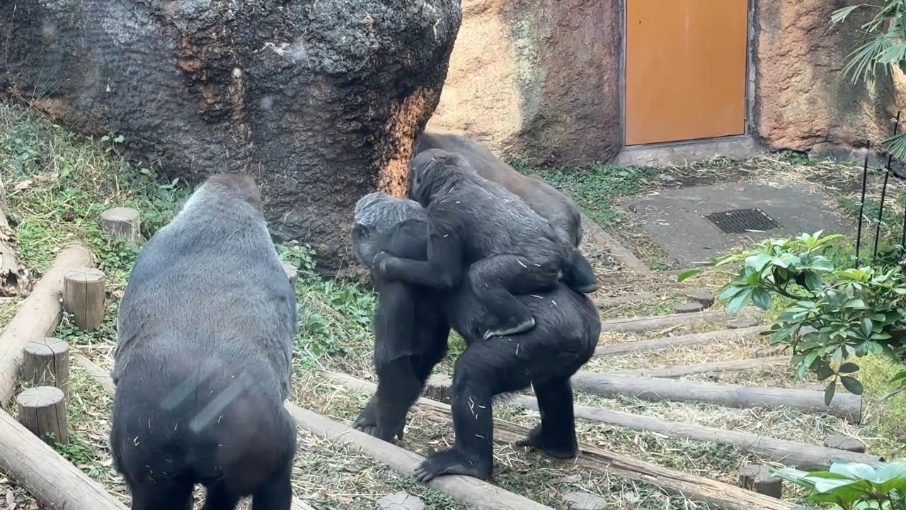 gorilla トトに乗ってお部屋に帰るスモモ【2025年‎12月10日】【上野動物園】ゴリラ💗