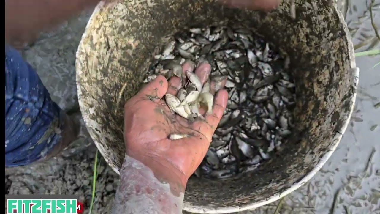 नाले मे पकड़े बहोत मछली 🐟 Fishing in Unique style in village (Part 3)
