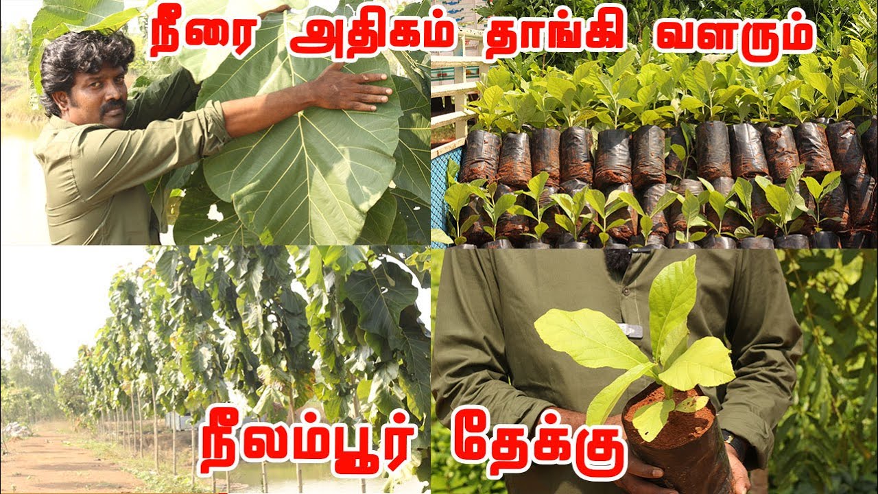 1 வருடத்தில் 12 அடி முதல் 18 அடி வரை வளரும் தன்மை கொண்ட புவிசார் குறியீடு பெற்ற நீலம்பூர் தேக்கு