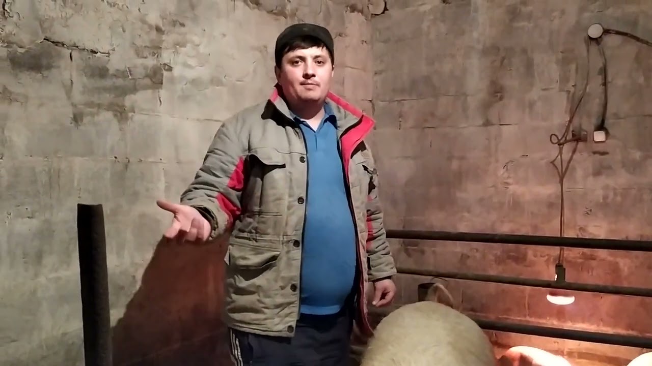 Содержание Свиноматок ,Как я Это Делаю ?Бизнес На Свиноматках