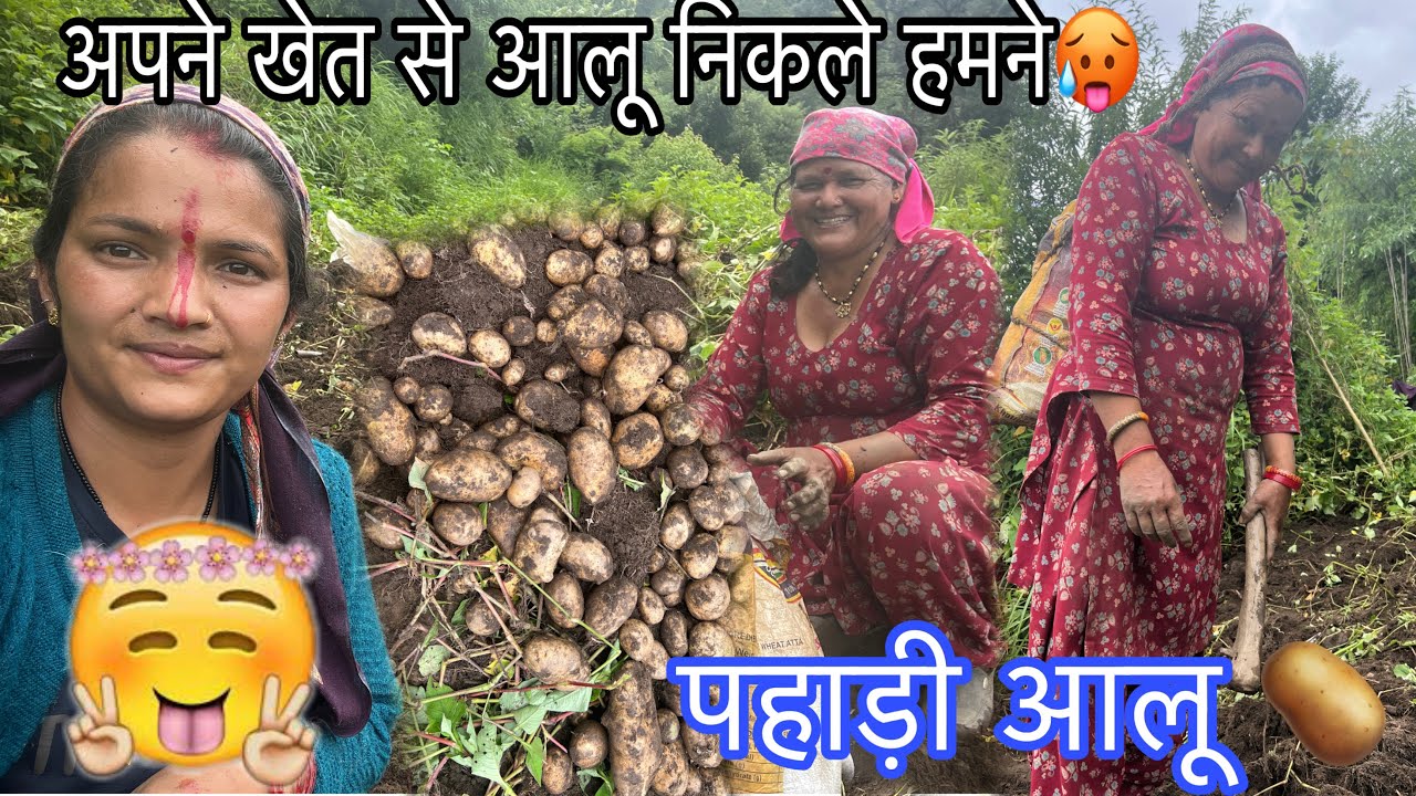 पहाड़ी आलू 😋 ऑर्गेनिक तरीके से उगाए गए आलू 🥔 इस वजह से नहीं जा पाई मायके 😭 #dely_vlog 