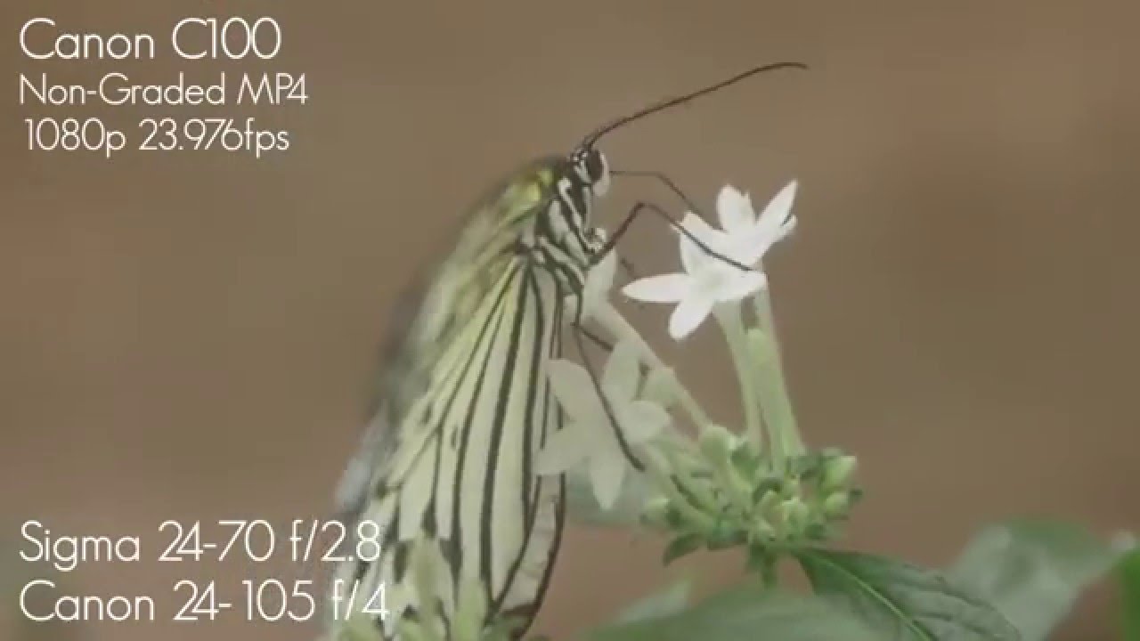 Canon C100 Raw Test Footage with File Downloads / Canon 24-105mm f4 Samples