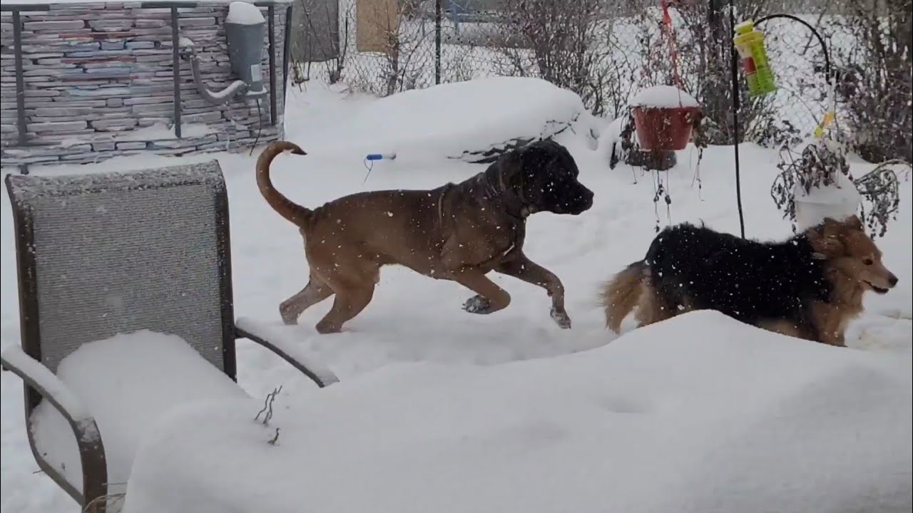 My Dogs In The Snow Part 4 Slow Motion 
