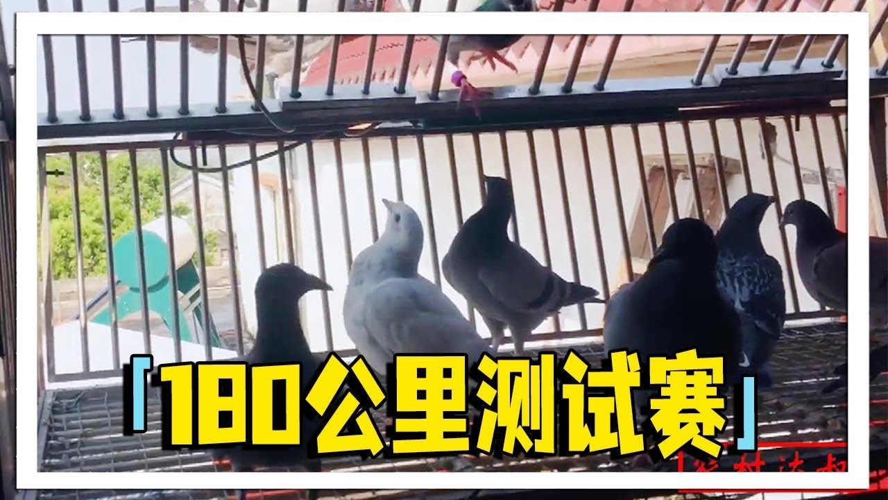春季比赛开启，180公里测试赛阜阳站集鸽，农村大叔也去凑个热闹！【农村达叔】