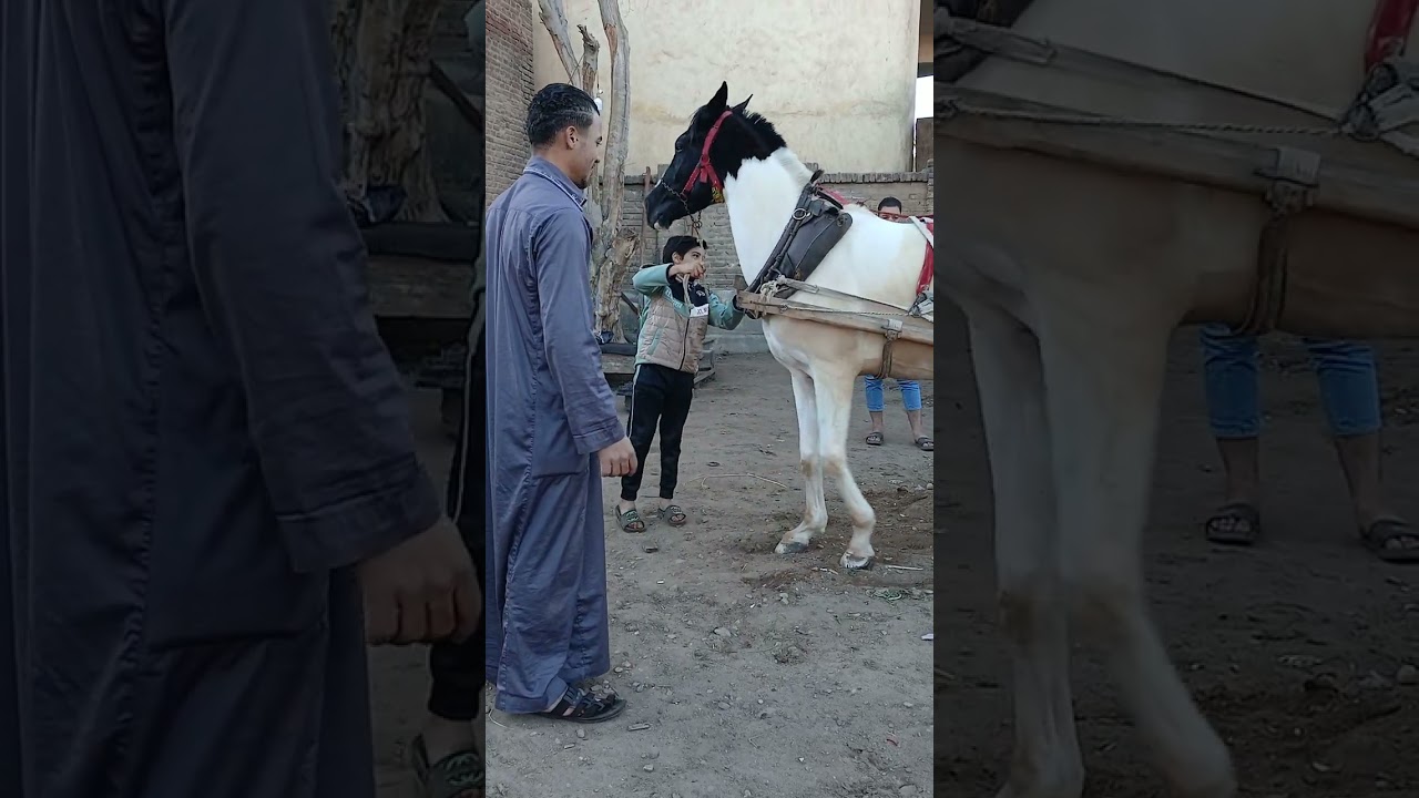 اسم المهر حكيم باشا 