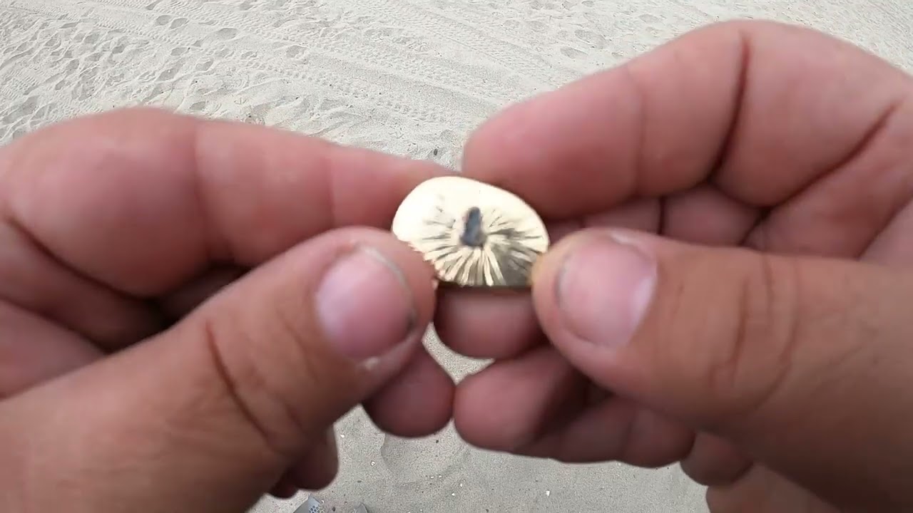 Quarter Mania - More Beach Metal Detecting