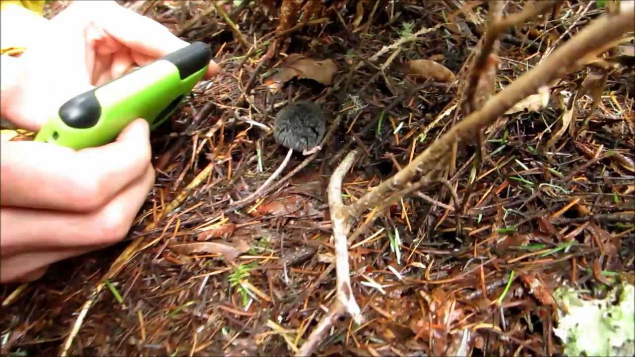 Trowbridge's Shrew Encounter