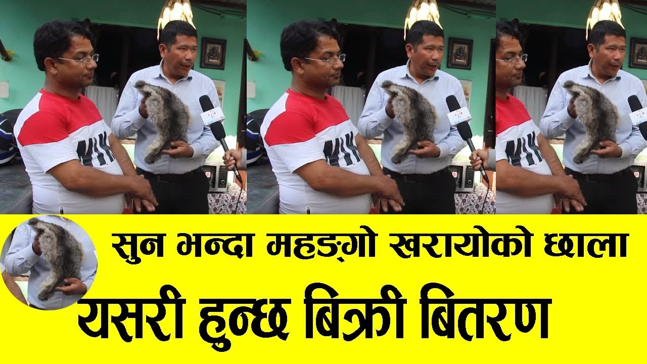 सुन भन्दा महङ्गो खरायोको छाला | यसरी हुन्छ नेपालमा विक्री बितरण |