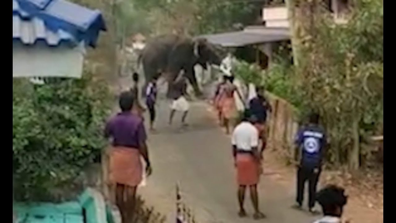 Viral: Elephant goes on a rampage, destroys house and cars in Kerala