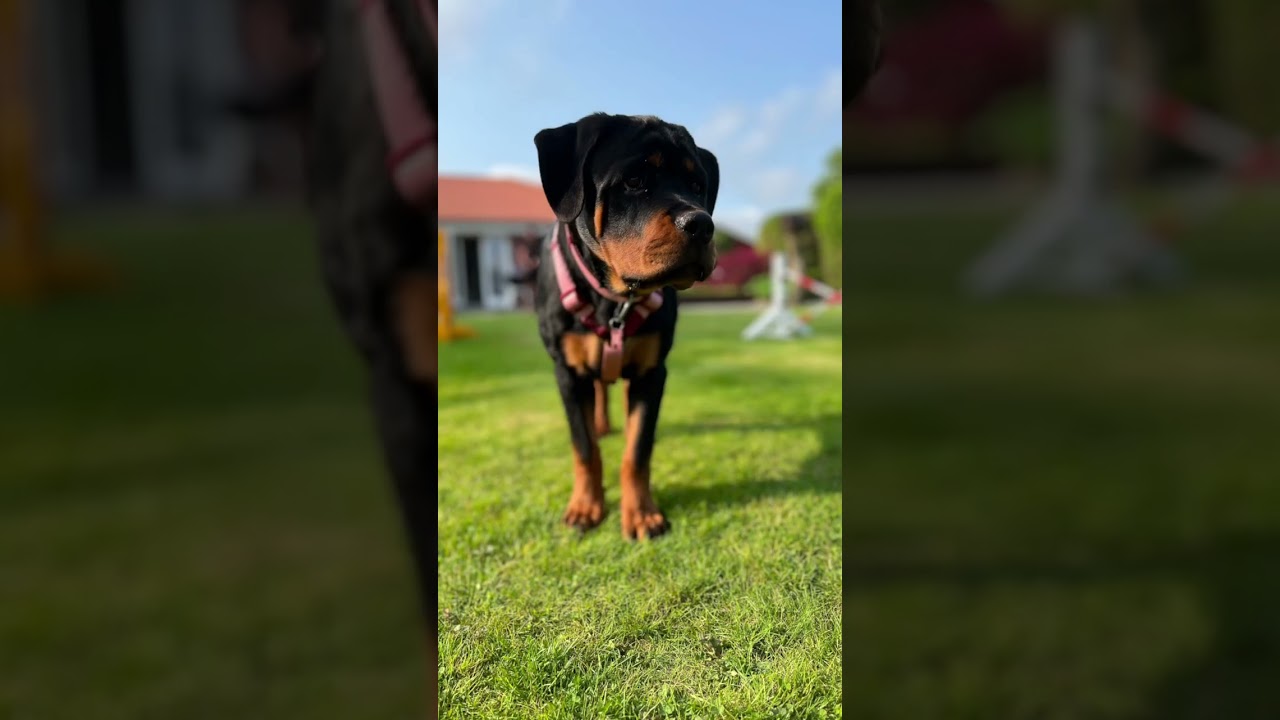 Min skat ❤️tak for de fine billeder Josephine ❤️ #dog