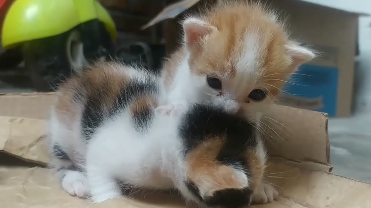 Kittens Learning to Walk