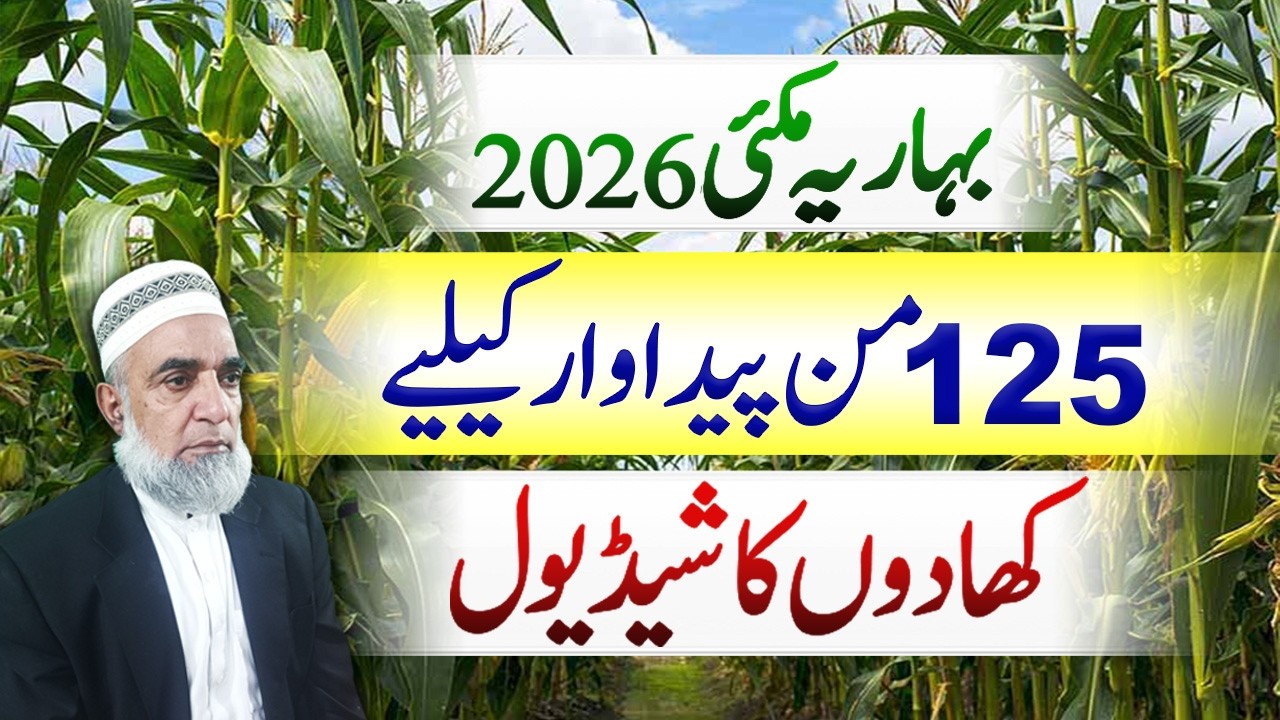 Spring Maize Fertilizer Schedule for Maximum Production || Crop Reformer