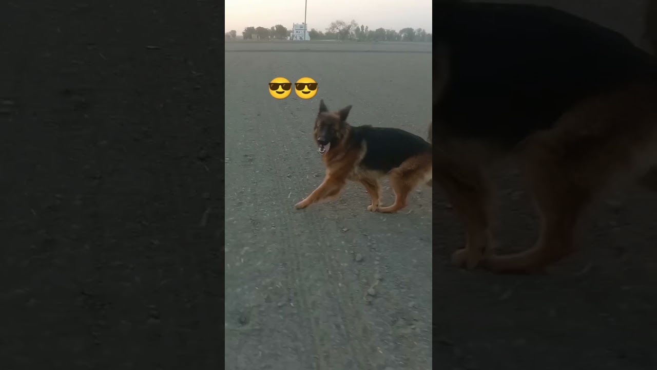 gsd 