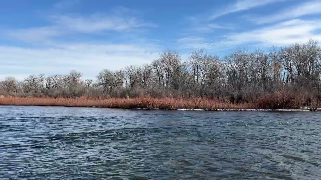 River, Willows, and Birdsong #riversounds #birdsong #willow #asmrvideo #relax 