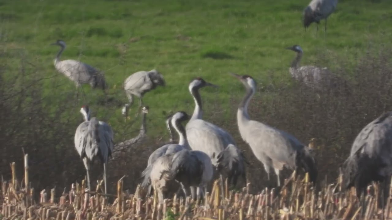 Grues cendrées au lac du Der  Marne  (film 27)