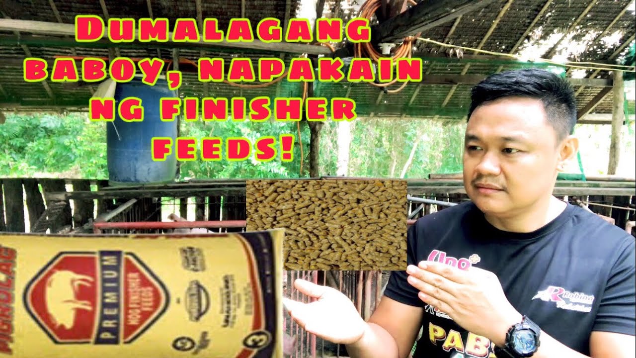 Pwede bang pakainin ng finisher feeds ang dumalagang baboy | Ryan Patenio